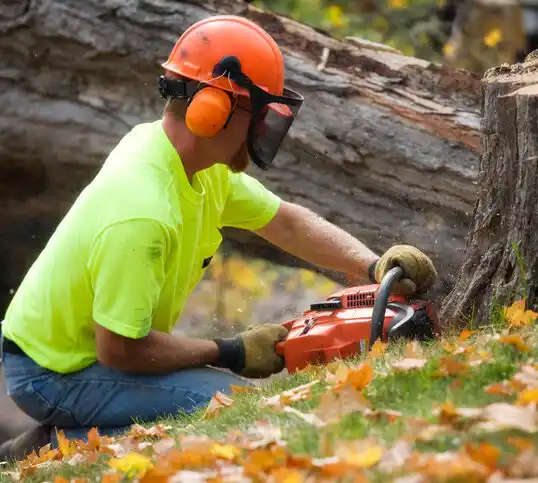 tree services New Paris